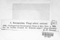 Cladosporium dracaenatum image